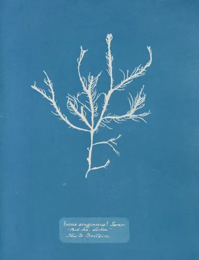 Fucus Aruginosus Turner Red Sea Lisbon New To Britain