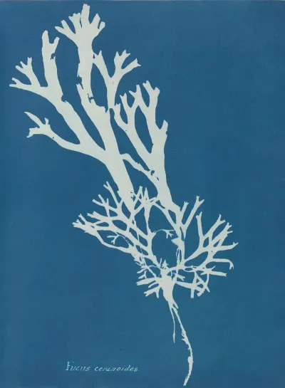 Fucus Ceranoides