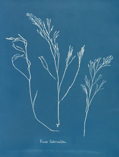 Fucus Tuberculatus