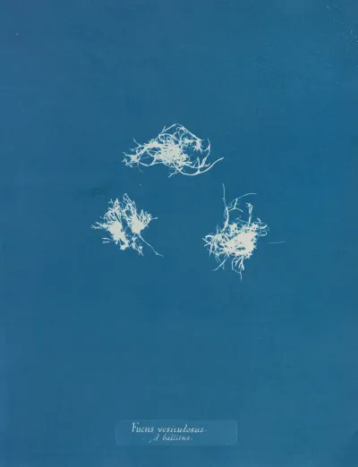 Fucus Vesiculosus V Balticus