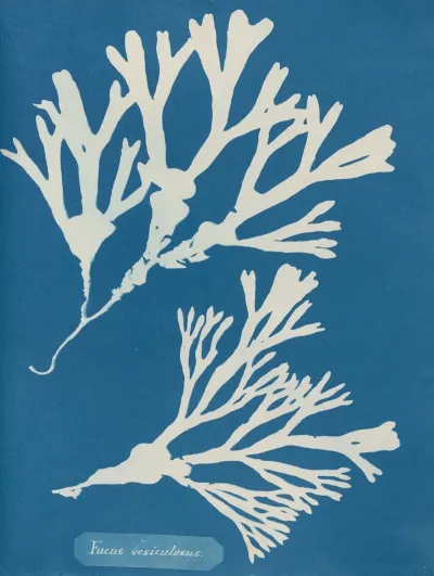 Fucus Vesiculosus