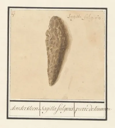 Fulguriet Of Bliksembuis Dondersteen Sagitta Fulguris Pierre Detonnerre