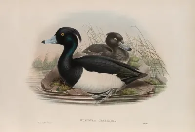 Fuligula Cristata Tufted Duck