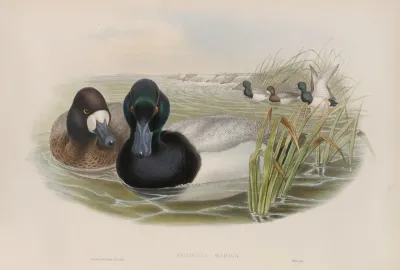 Fuligula Marila Scaup Duck