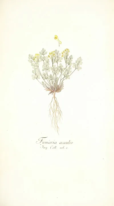Fumaria Acaulis