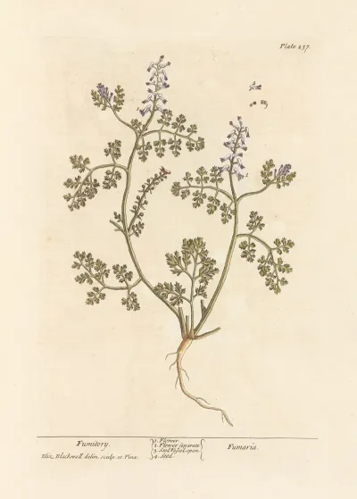 Fumitory