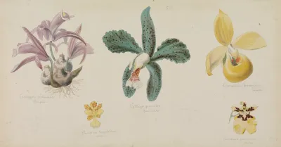 Funf Verschiedene Orchideenbluten
