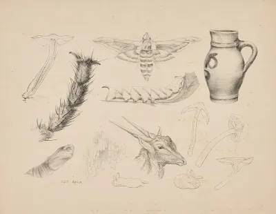 Fungi The Magnified Leg Of A Fly Studies Of A Privet Hawk Moth And Its Life Cycle A Jug A Gazelles Head And Rabbits