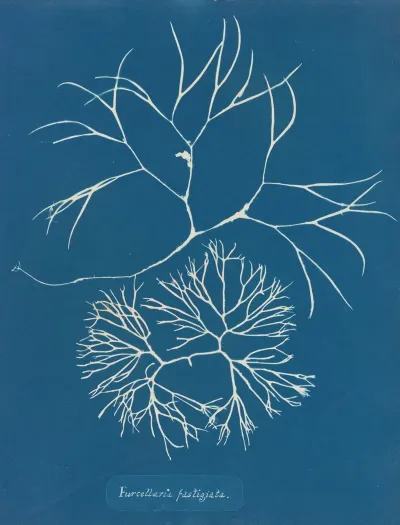 Furcellaria Fastigiata