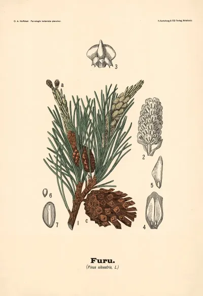 Furu Pinus Silvestris L
