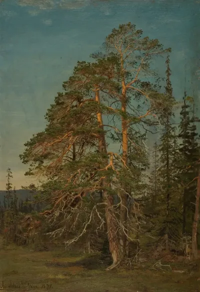 Furuer Levanger