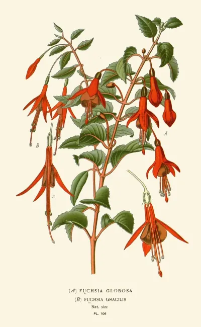 Fushia Globosa Fuschia Gracilis