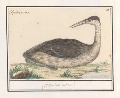 Fuut Podiceps Cristatus Colijmbus Minor
