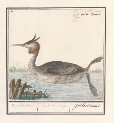 Fuut Podiceps Cristatus Duijkhoender Colijmbus Major Grebe Cornu
