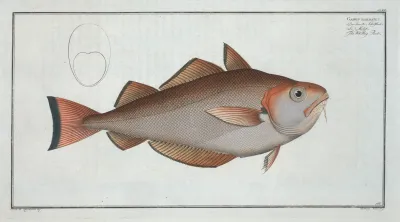 Gadus Barbatus The Whiting Pout