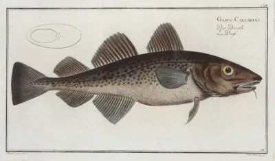 Gadus Callarias The Dorsh