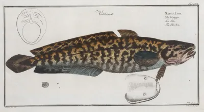 Gadus Lota The Burbot