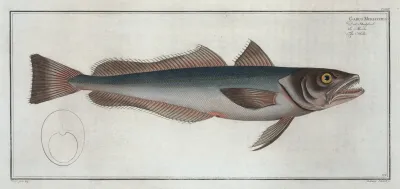 Gadus Merluccius The Hake