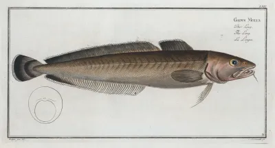 Gadus Molva The Ling