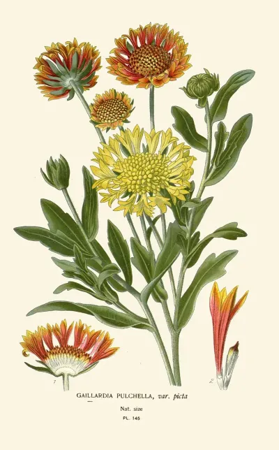 Gaillardia Pulchella