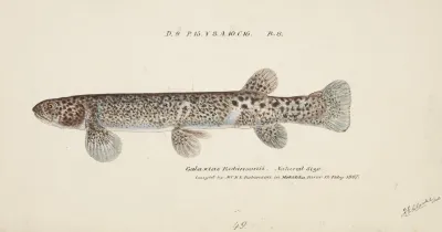 Galaxias Brevipinnis
