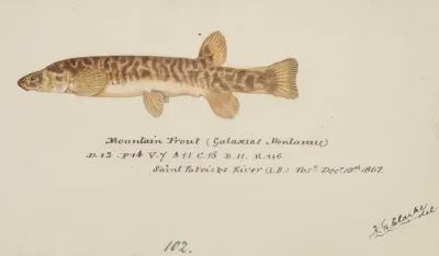 Galaxias Olidus Mountain Trout