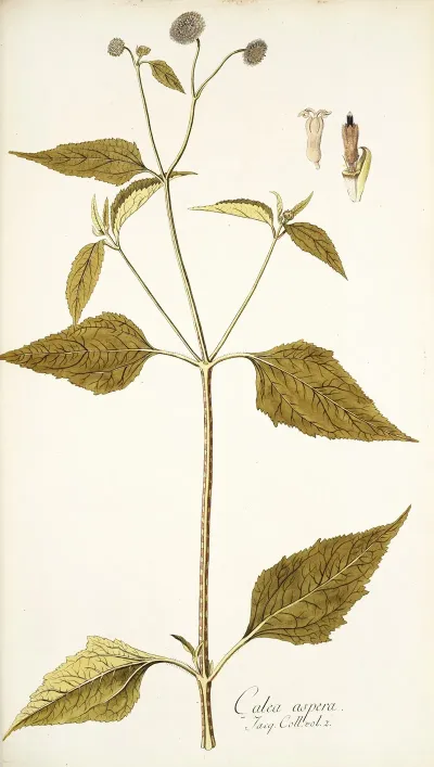 Galea Aspera