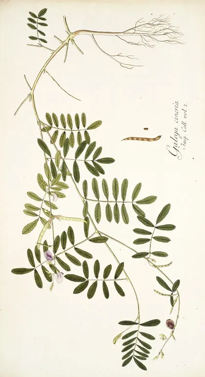 Galega Cinerea