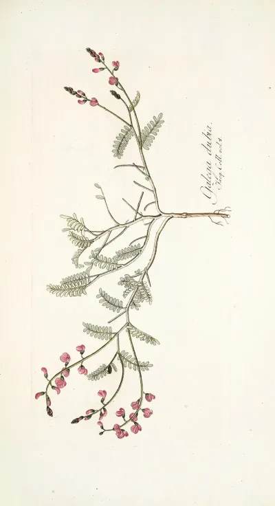 Galega Dubia