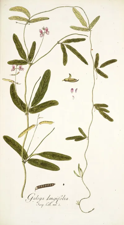 Galega Longifolia