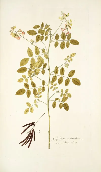 Galega Ochroleuca