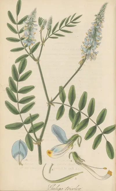 Galega Tricolor