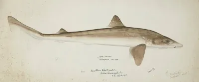 Galeorhinus Galeus Nz Requiem Shark