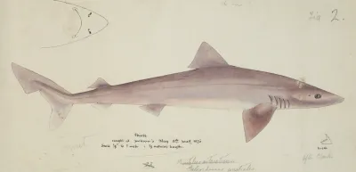 Galeorhinus Galeus Requiem Shark
