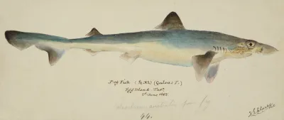 Galeorhinus Galeus Tas Requiem Shark