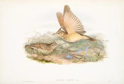 Galerita Cristata Crested Lark