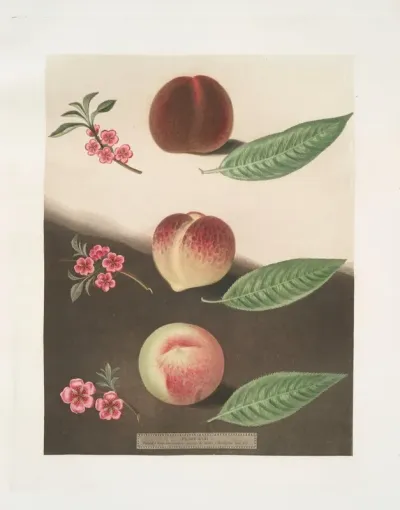 Gallande La Teton De Venus And The Noblesse Peaches