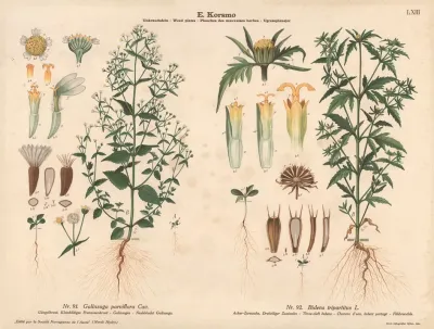Gallant Soldier Three Cleft Bidens