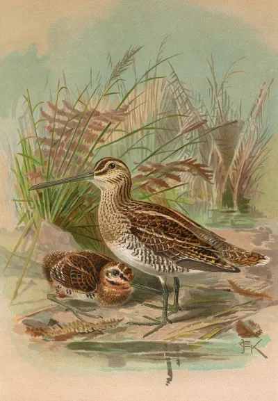 Gallinago Gallinago