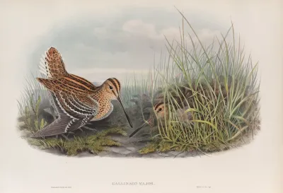 Gallinago Major Great Snipe