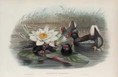 Gallinula Chloropus Moorhen