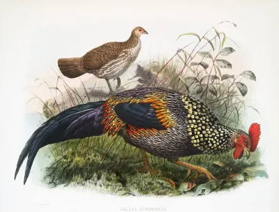 Gallus Sonneratii 2