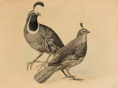 Gamble Quail