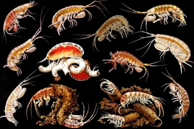 Gammarini Del Golfo Di Napoli Plate 1