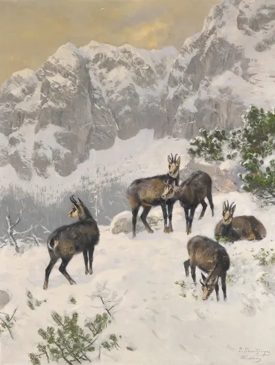 Gamse Im Winter