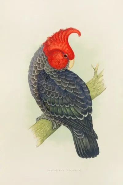 Gang Gang Cockatoo