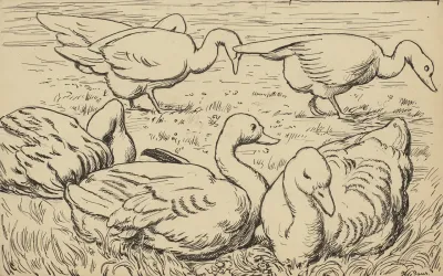 Gans