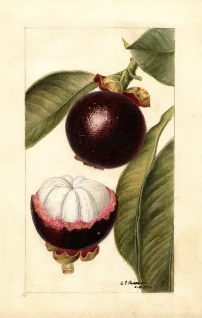 Garcinia Mangostana 2