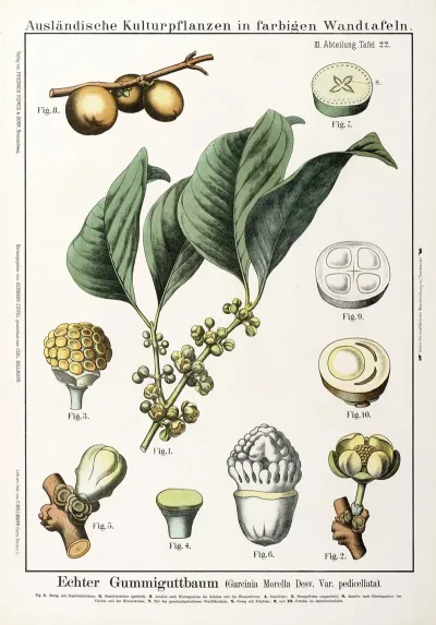 Garcinia Morella Desv Var Pedicellata Gambogeboom