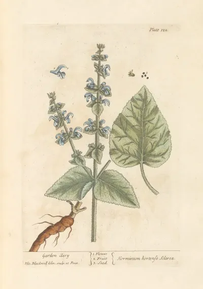 Garden Clary
